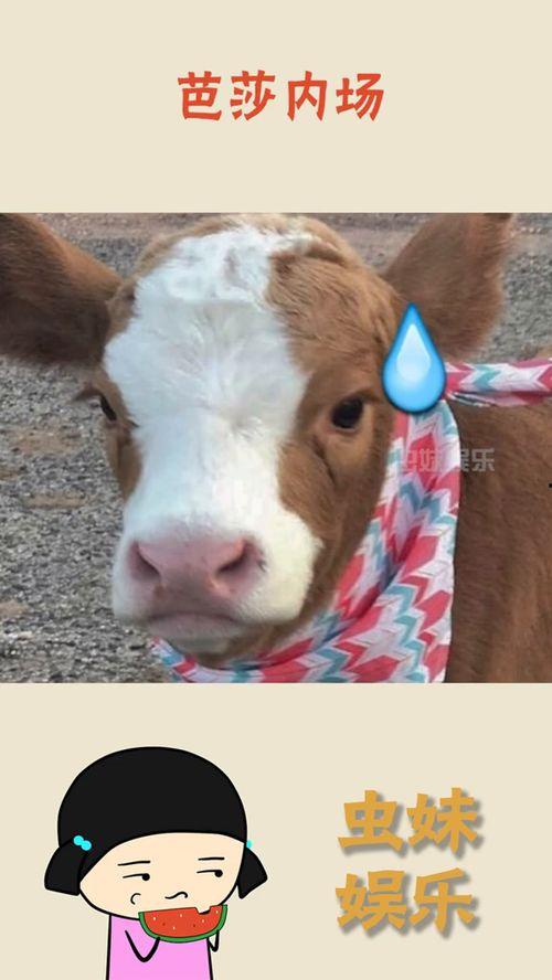 娱乐吃瓜酱美羊羊